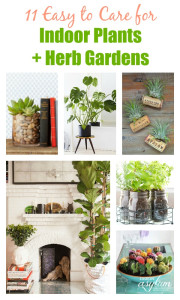 Take a look at these 11 Easy to Care for Indoor Plants + Herb Gardens and see which style would be best for your home. Indoor Plants & Herb Garden Ideas!